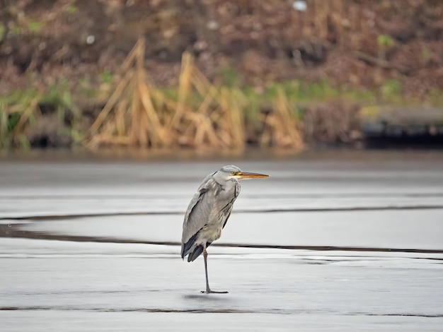 Grauer Reiher auf dem gefrorenen Wasser Schnee um alles herum