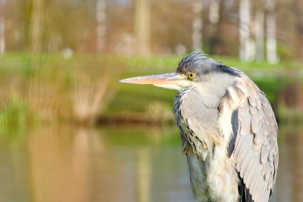 Foto grauer reiher im park in nahaufnahme