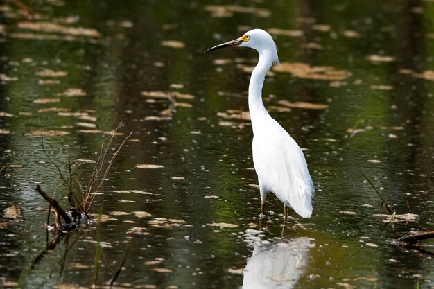 Grauer Reiher im See