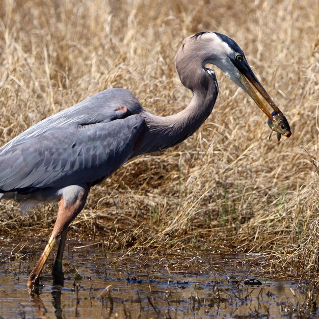 Foto grauer reiher im see