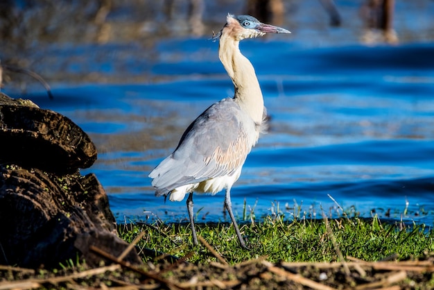 Foto grauer reiher sitzt auf einem grasbewachsenen feld am see