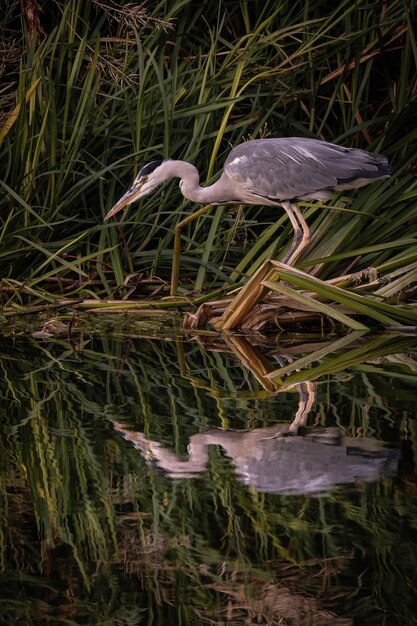 Foto grauer reiher sitzt im schilf am flussufer