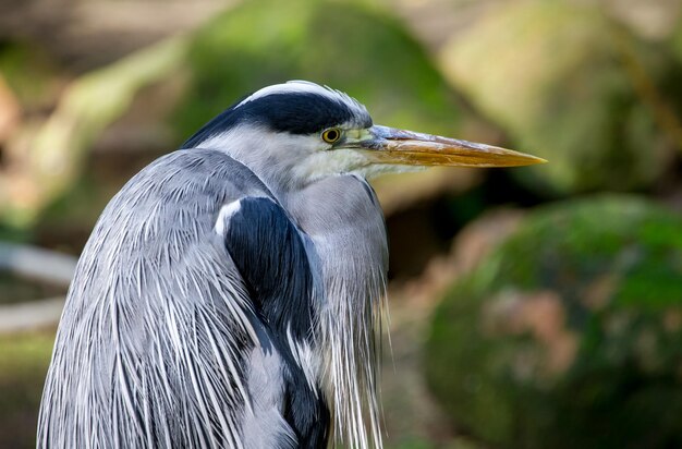 Grauer Reiher