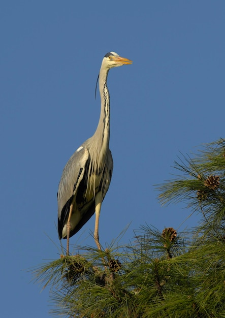 Grauer Reiher