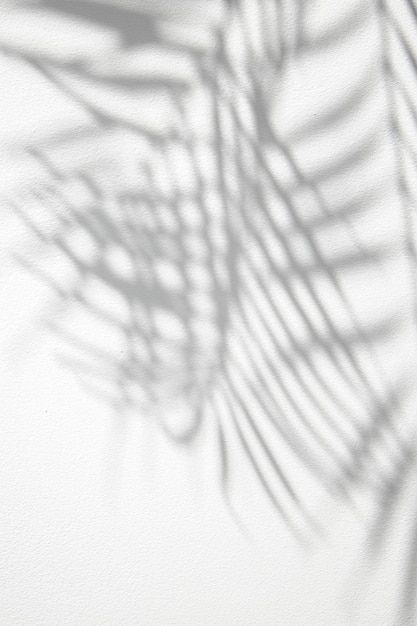 Grauer Schatten von Palmblättern auf weißem Hintergrund Draufsicht flach gelegt