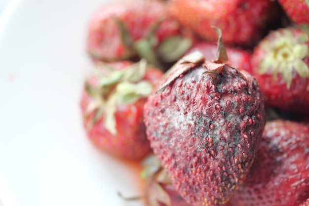 Grauer Schimmel auf Erdbeeren auf dem Tisch