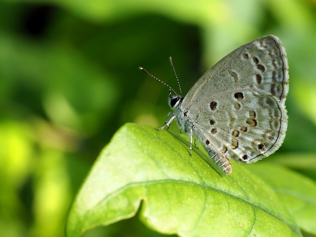 grauer Schmetterling auf dem grünen Blatt, das nach oben schaut