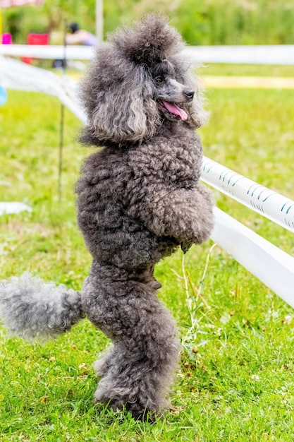 Grauer struppiger Pudel steht während eines Spaziergangs auf Hinterbeinen im Park trainierter Hund