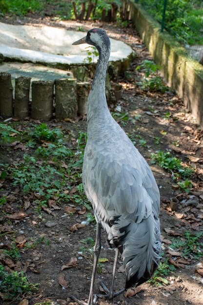 Grauer Vogel spaziert auf seinem Territorium im Zoo