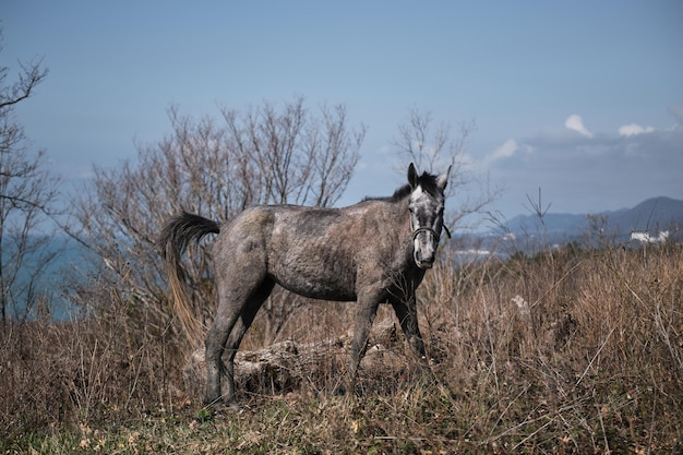 Grauer Vollblut-Junghengst weidet auf einem Feld im Wald vor strahlend blauem Himmel