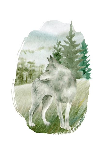 Grauer Wolf Aquarell isoliert auf weißem Hintergrund.