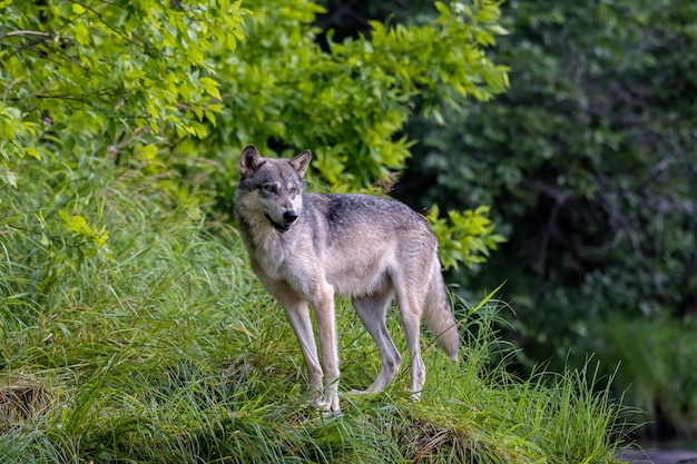 Grauer Wolf auf einer Grasbank