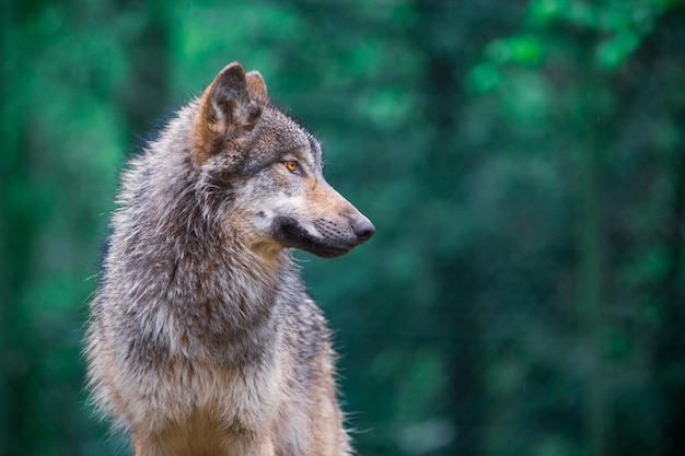 Grauer Wolf Canis Lupus, der direkt in den Wald schaut