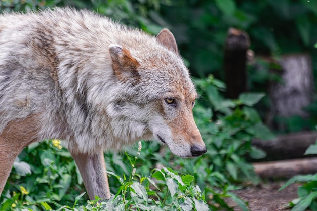 Grauer Wolf Canis Lupus Kopfporträt mit grünem Vegetationshintergrund