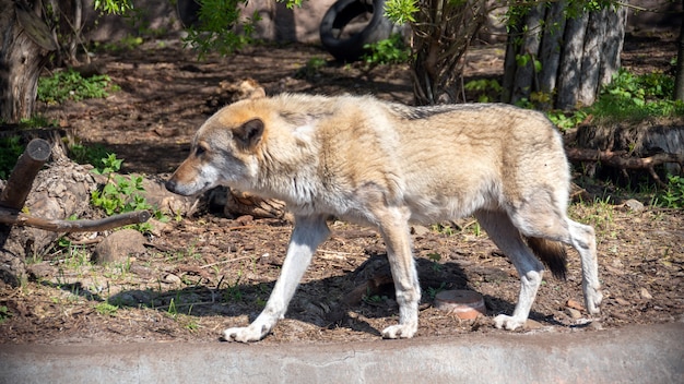 Grauer Wolf (Canis lupus) Porträt - gefangenes Tier. Wolf im Sommer im Zoo.