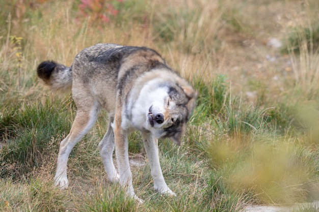 Foto grauer wolf - canis lupus - zittern