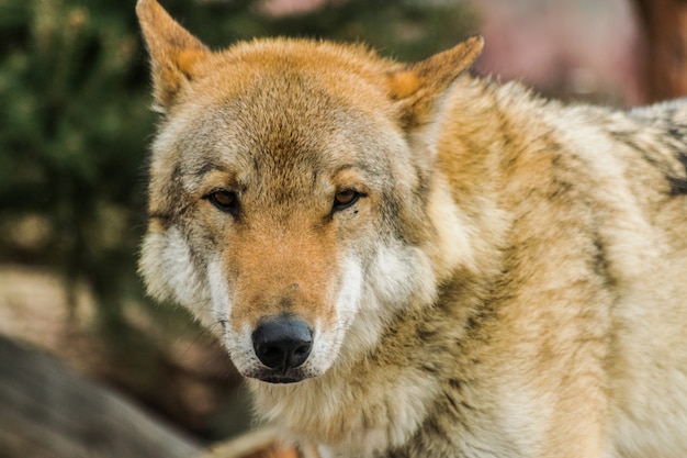 Grauer Wolf, Canis Lupus