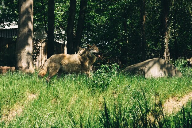 grauer Wolf im grünen Wald zwischen den Bäumen und Büschen