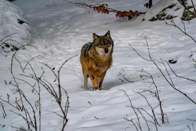 Grauer Wolf im Schnee