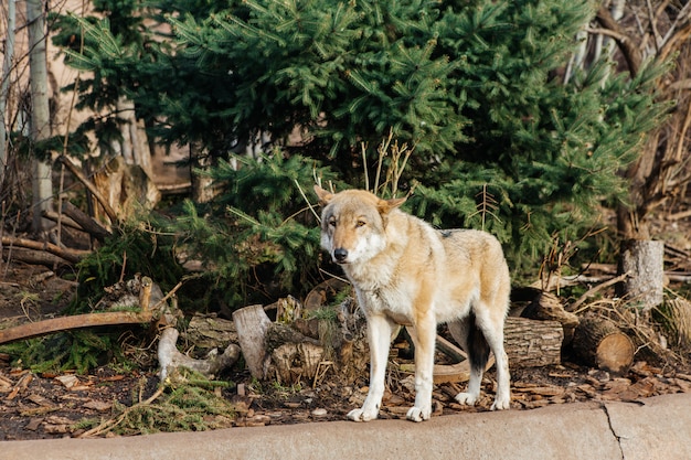 Grauer Wolf im Zoo, wildes Tier