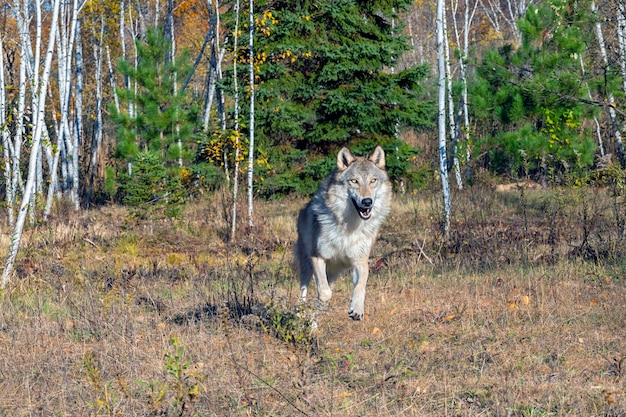 Grauer Wolf läuft aus einem Birkenwald im Herbst