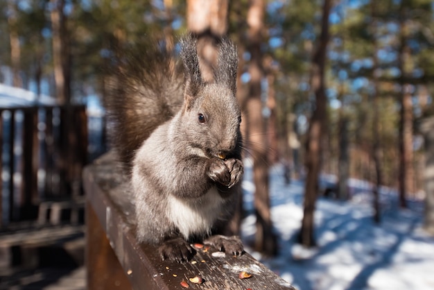 graues Eichhörnchen frisst im Winter Nüsse im Park