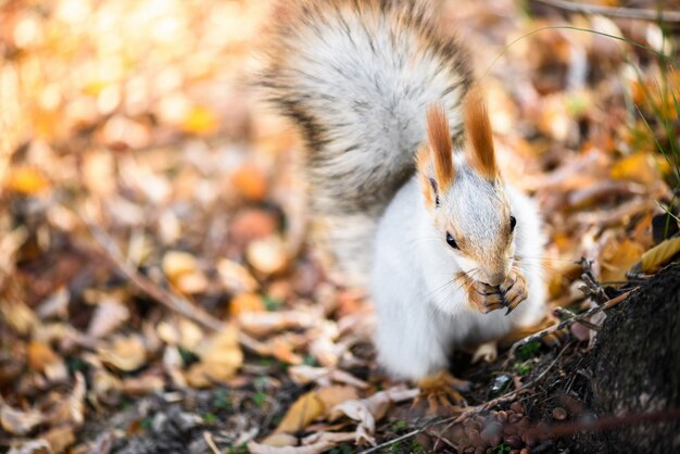 Graues Eichhörnchen frisst Samen im Herbstwald