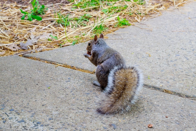 Graues Eichhörnchen mit flauschigem Schwanz, das eine Haselnuss auf dem Bürgersteig isst.