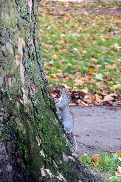 Graues Eichhörnchen Sciurus Carolinensis klammert sich an die Seite eines Baumes