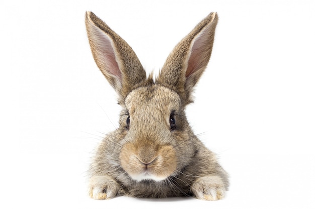 Foto graues flaumiges kaninchen, das das schild betrachtet. isoliert auf weißem hintergrund. osterhase