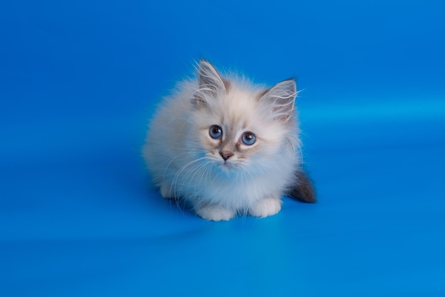 Graues flauschiges Kätzchen mit blauen Augen auf blauem Hintergrund