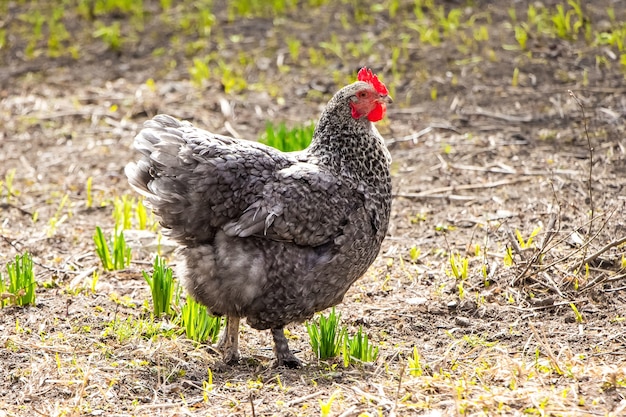 Graues gepunktetes Huhn in einem Garten der Farm bei sonnigem Wetter