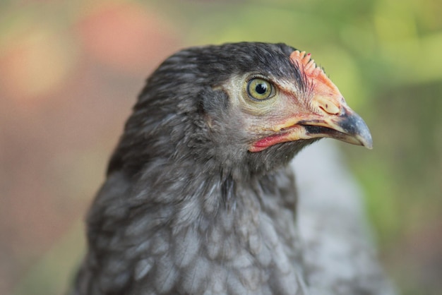 Graues Huhn in der Landwirtschaftslandschaft Henne in der Natur Graue Henne auf dem Hof