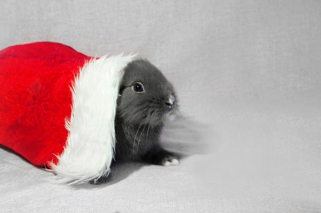 Graues junges Kaninchen in roter Weihnachtsmütze, Vorderansicht auf grauem Hintergrund mit Kopierraum