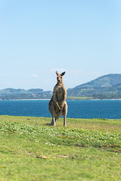 Graues Känguru, das auf einer grünen Wiese-Pfingst-Meer-Landschaft am Background.Wildlife-Konzept steht