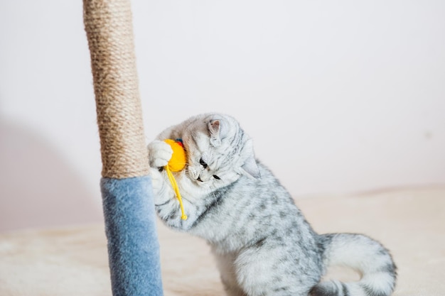 Graues Kätzchen auf der Couch Pelziges Haustier mit Stammbaum drinnen Konzept der kleinen besten Freunde