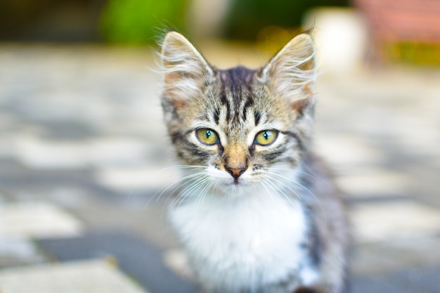 graues Kätzchen auf der Straße verloren. kleine Katze ist allein in der Stadt.