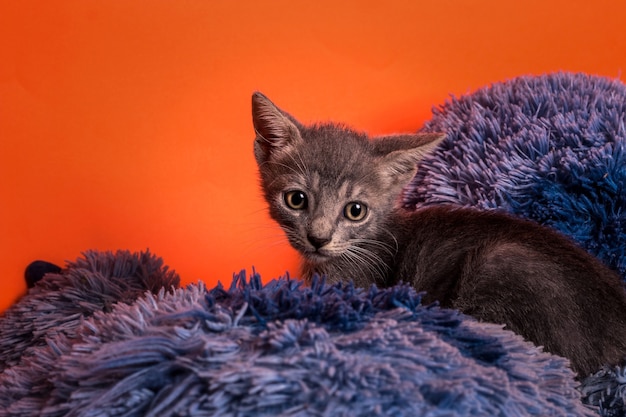 Foto graues kätzchen im orange hintergrund