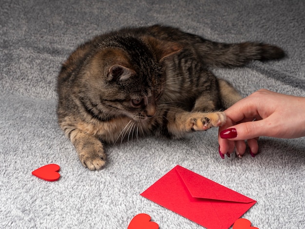 Graues Kätzchen liegt und spielt mit einer weiblichen Hand und davor einem roten Umschlag