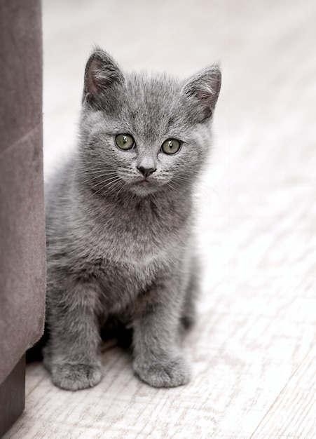 Foto graues kätzchen sitzt auf dem boden