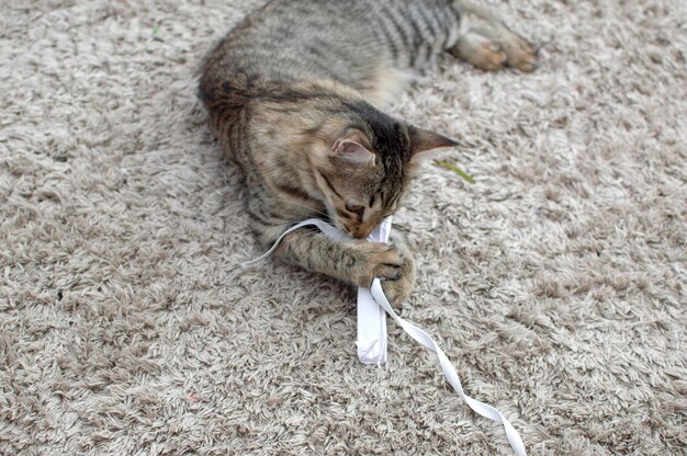 Graues Kätzchen spielt mit einem zerknitterten Stück Papier Eine neugierige Katze spielt mit einem Stück Papier