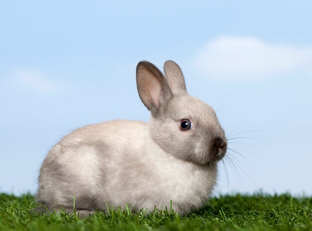 Graues kaninchen auf gras gegen blauen himmel