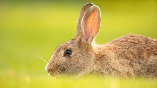 Graues Kaninchen, das auf dem grünen Gras sitzt Selektiver Fokus