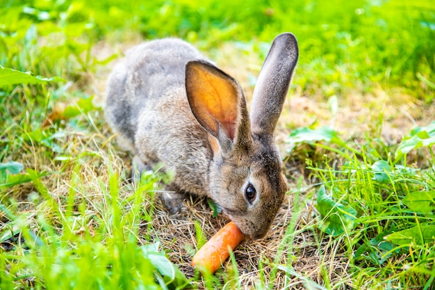 Foto graues kaninchen im gras in der wiese