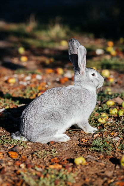 Graues Kaninchen im grünen Gras auf dem Bauernhof