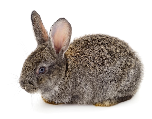 Graues Kaninchen isoliert