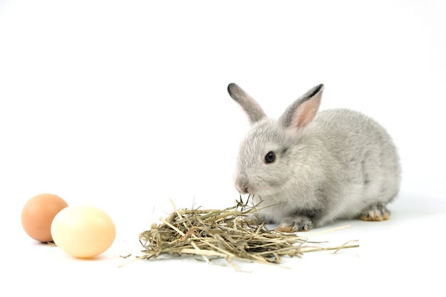 Graues Kaninchen mit Eiern isoliert auf Weiß