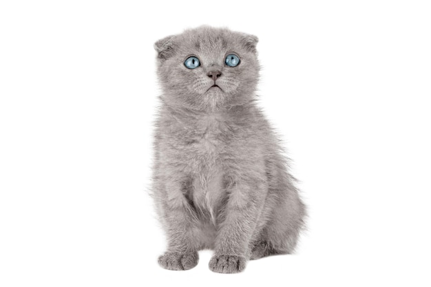 graues kleines kätzchen scottish fold mit blauen augen isoliert