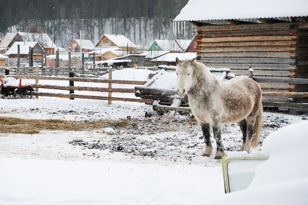 Graues Pferd im Stall