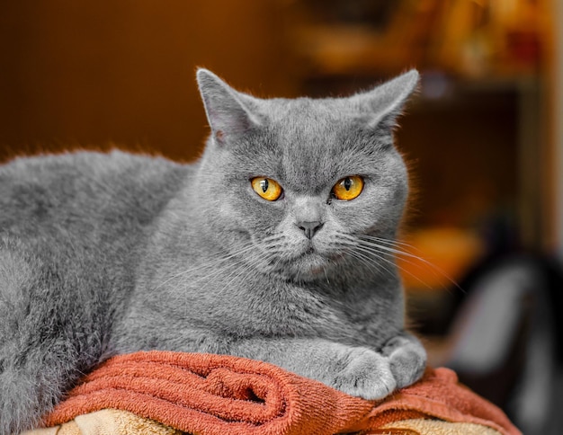 Graues schottisches Katzenporträt auf braunem Hintergrund